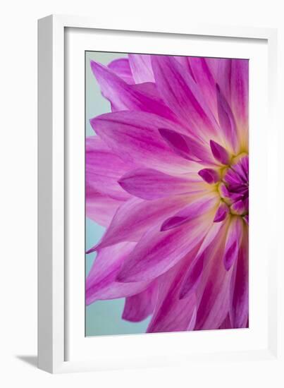 Pink Dahlia I-Kathy Mahan-Framed Photographic Print