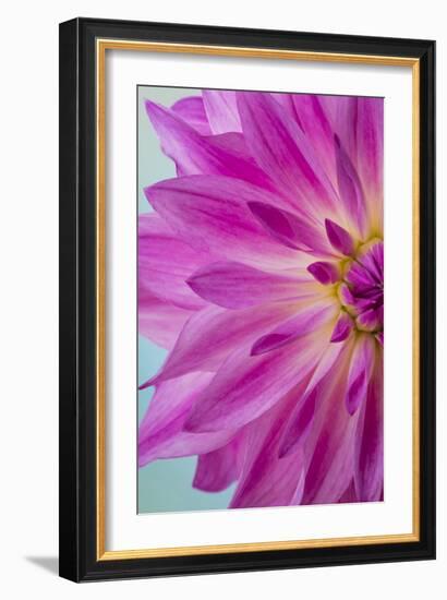 Pink Dahlia I-Kathy Mahan-Framed Photographic Print