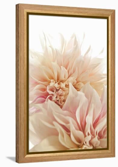 Pink Dahlia II-Karyn Millet-Framed Premier Image Canvas