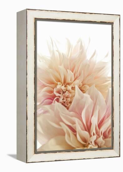 Pink Dahlia II-Karyn Millet-Framed Premier Image Canvas