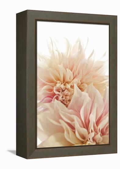 Pink Dahlia II-Karyn Millet-Framed Premier Image Canvas