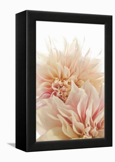 Pink Dahlia II-Karyn Millet-Framed Premier Image Canvas