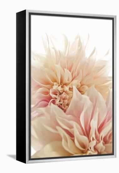 Pink Dahlia II-Karyn Millet-Framed Premier Image Canvas