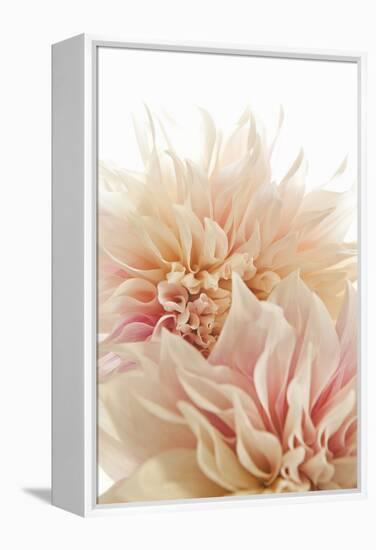 Pink Dahlia II-Karyn Millet-Framed Premier Image Canvas