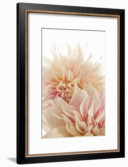 Pink Dahlia II-Karyn Millet-Framed Photographic Print