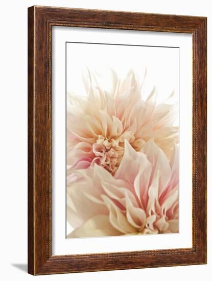 Pink Dahlia II-Karyn Millet-Framed Photographic Print