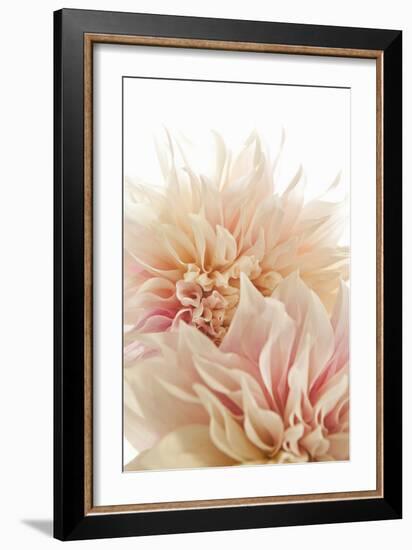 Pink Dahlia II-Karyn Millet-Framed Photographic Print