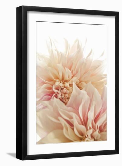 Pink Dahlia II-Karyn Millet-Framed Photographic Print