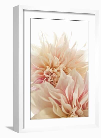 Pink Dahlia II-Karyn Millet-Framed Photographic Print