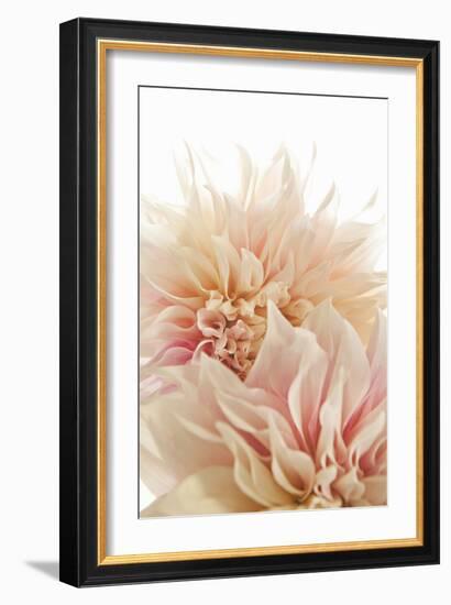 Pink Dahlia II-Karyn Millet-Framed Photographic Print