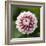 Pink Dahlia Tip Toe-Clive Nichols-Framed Photographic Print