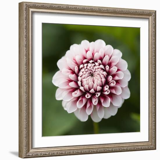 Pink Dahlia Tip Toe-Clive Nichols-Framed Photographic Print