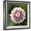 Pink Dahlia Tip Toe-Clive Nichols-Framed Photographic Print