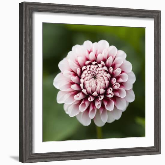 Pink Dahlia Tip Toe-Clive Nichols-Framed Photographic Print