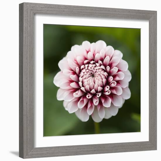 Pink Dahlia Tip Toe-Clive Nichols-Framed Photographic Print