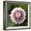Pink Dahlia Tip Toe-Clive Nichols-Framed Photographic Print