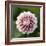 Pink Dahlia Tip Toe-Clive Nichols-Framed Photographic Print