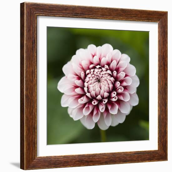 Pink Dahlia Tip Toe-Clive Nichols-Framed Photographic Print