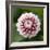 Pink Dahlia Tip Toe-Clive Nichols-Framed Photographic Print