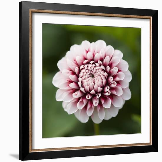 Pink Dahlia Tip Toe-Clive Nichols-Framed Photographic Print