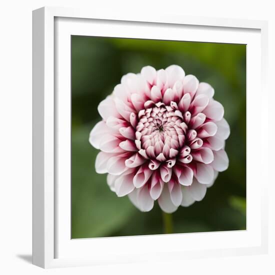 Pink Dahlia Tip Toe-Clive Nichols-Framed Photographic Print