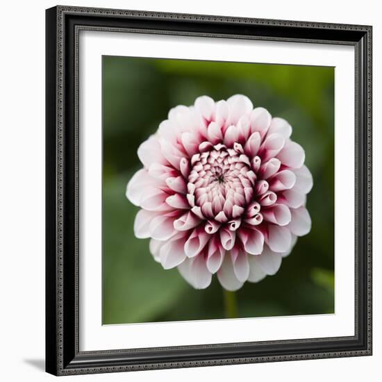 Pink Dahlia Tip Toe-Clive Nichols-Framed Photographic Print