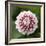 Pink Dahlia Tip Toe-Clive Nichols-Framed Photographic Print