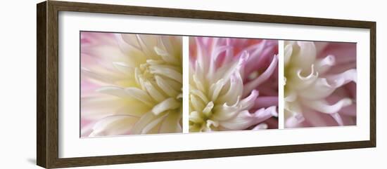 Pink Dahlia Triptych-Anna Miller-Framed Photographic Print