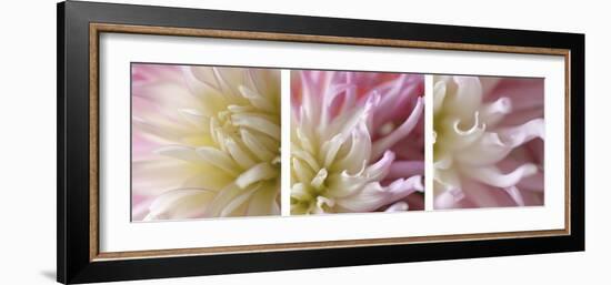 Pink Dahlia Triptych-Anna Miller-Framed Photographic Print