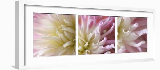 Pink Dahlia Triptych-Anna Miller-Framed Photographic Print