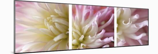 Pink Dahlia Triptych-Anna Miller-Mounted Photographic Print