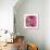 Pink Dahlia-Stacy Bass-Giclee Print displayed on a wall