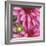 Pink Dahlia-Stacy Bass-Framed Giclee Print