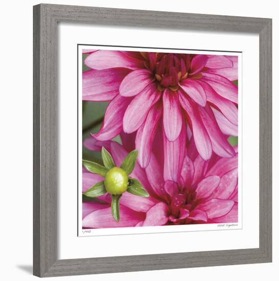 Pink Dahlia-Stacy Bass-Framed Giclee Print