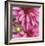 Pink Dahlia-Stacy Bass-Framed Giclee Print