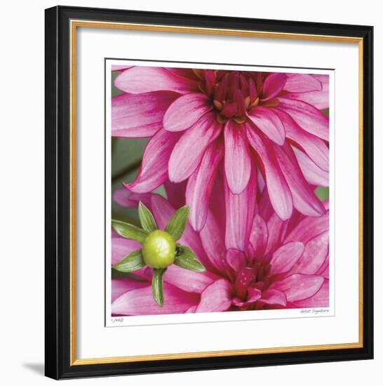 Pink Dahlia-Stacy Bass-Framed Giclee Print