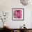 Pink Dahlia-Stacy Bass-Framed Giclee Print displayed on a wall