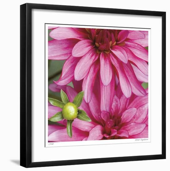 Pink Dahlia-Stacy Bass-Framed Giclee Print