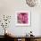 Pink Dahlia-Stacy Bass-Framed Giclee Print displayed on a wall