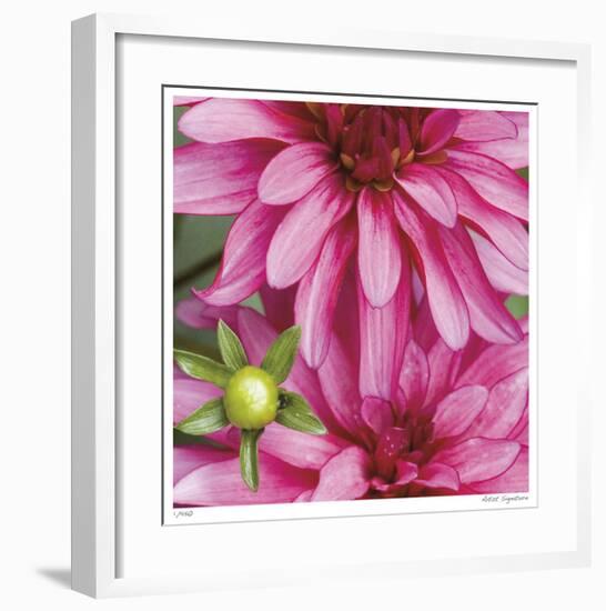 Pink Dahlia-Stacy Bass-Framed Giclee Print