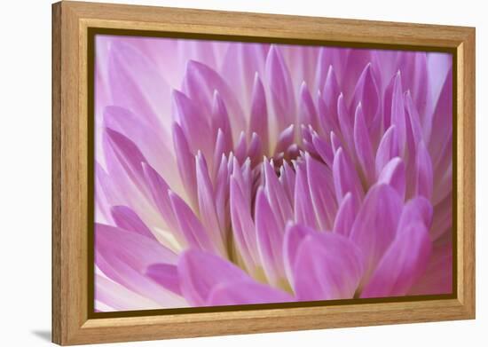 Pink Dahlia-Karyn Millet-Framed Premier Image Canvas