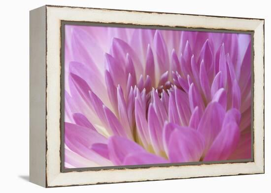 Pink Dahlia-Karyn Millet-Framed Premier Image Canvas