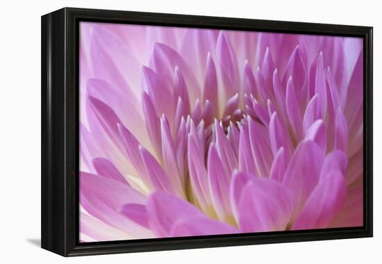 Pink Dahlia-Karyn Millet-Framed Premier Image Canvas