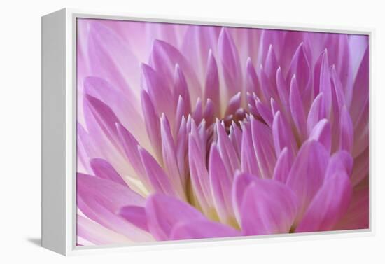 Pink Dahlia-Karyn Millet-Framed Premier Image Canvas