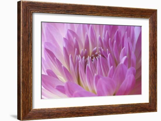 Pink Dahlia-Karyn Millet-Framed Photographic Print