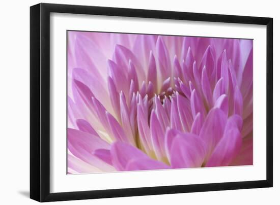 Pink Dahlia-Karyn Millet-Framed Photographic Print