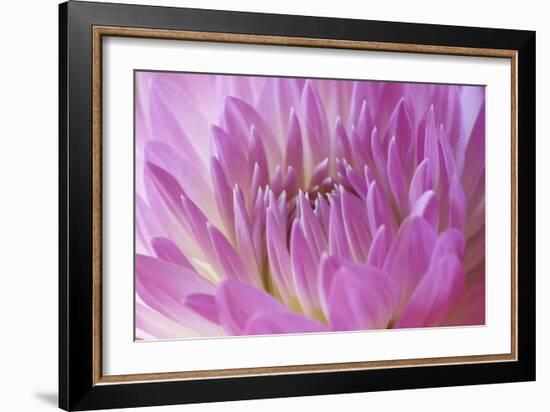 Pink Dahlia-Karyn Millet-Framed Photographic Print