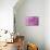 Pink Dahlia-Karyn Millet-Mounted Photographic Print displayed on a wall