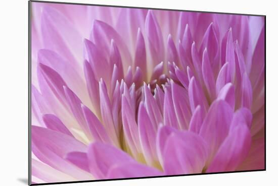 Pink Dahlia-Karyn Millet-Mounted Photographic Print