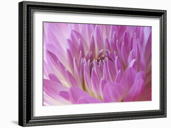 Pink Dahlia-Karyn Millet-Framed Photographic Print